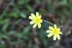 Launaea acaulis